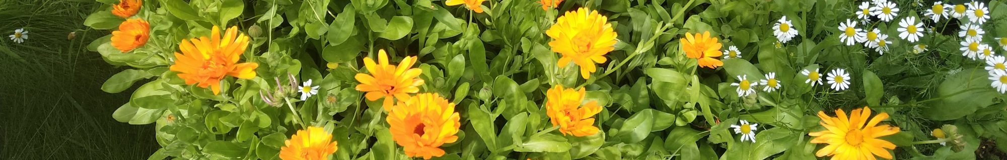Rejs med planter